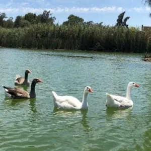 Africano Park Alexandria Safari From Cairo