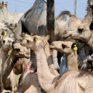 Tour To Camel Market Of Birqash