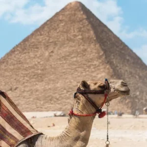Tour To Pyramids and The Egyptian Museum