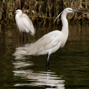 El Fayoum Full Day Tour Bird Watching